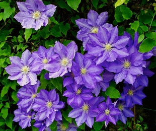Clematis ประธาน Landing and Care